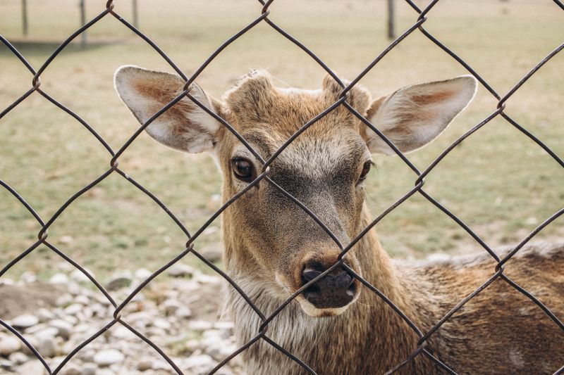 Deer Fence Installation in Pearland, TX
