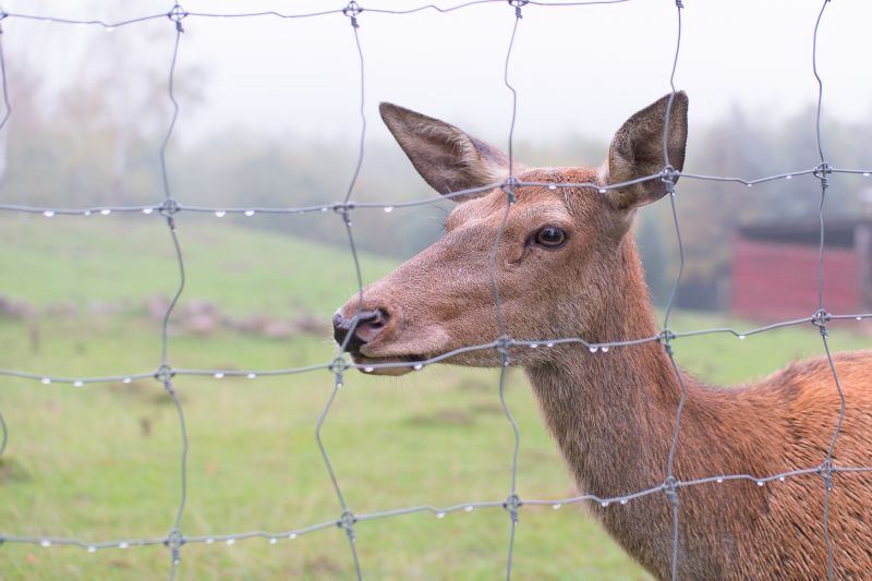 Deer Fence Installation in Sacramento, CA