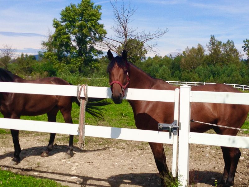 Horse Fence Replacement in Roseville, CA