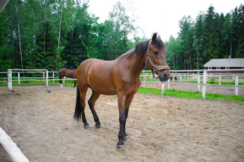 Horse Paddock Installation in Roseville, CA